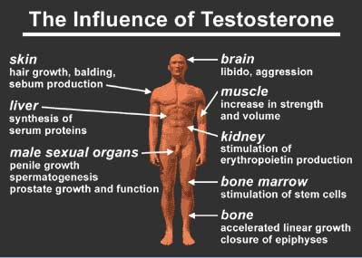 testosterone