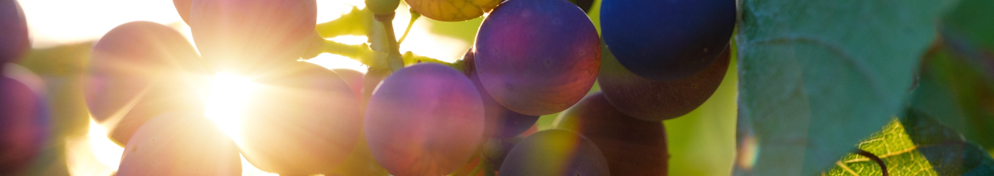 grapes-3550742_2